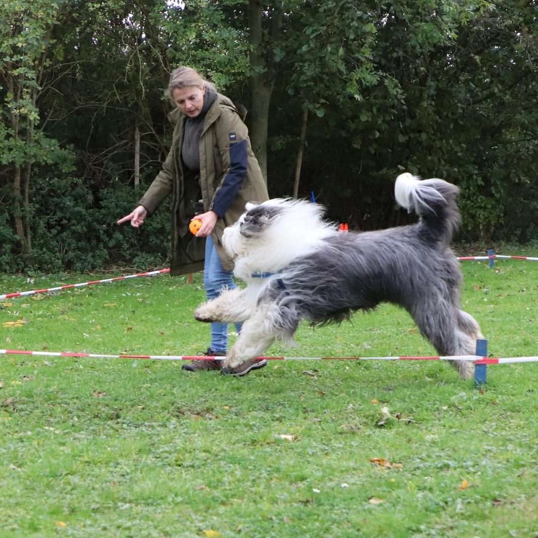 hundeschule-karlstedt-gruppenstunde-10-2021-05