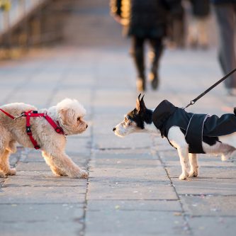 hundeschule-karlstedt-hallo-sagen-04