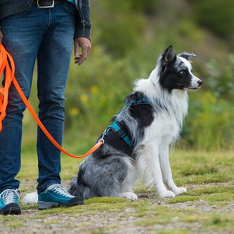 hundeschule-karlstedt-halsband-geschirr-02