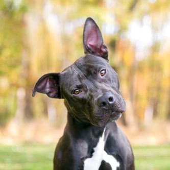 hundeschule-karlstedt-hoeren-uebersicht