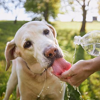 hundeschule-karlstedt-hot-dog-uebersicht