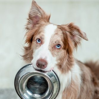 hundeschule-karlstedt-innere-uhr-uebersicht