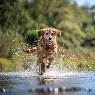 hundeschule-karlstedt-jahreszeiten-uebersicht