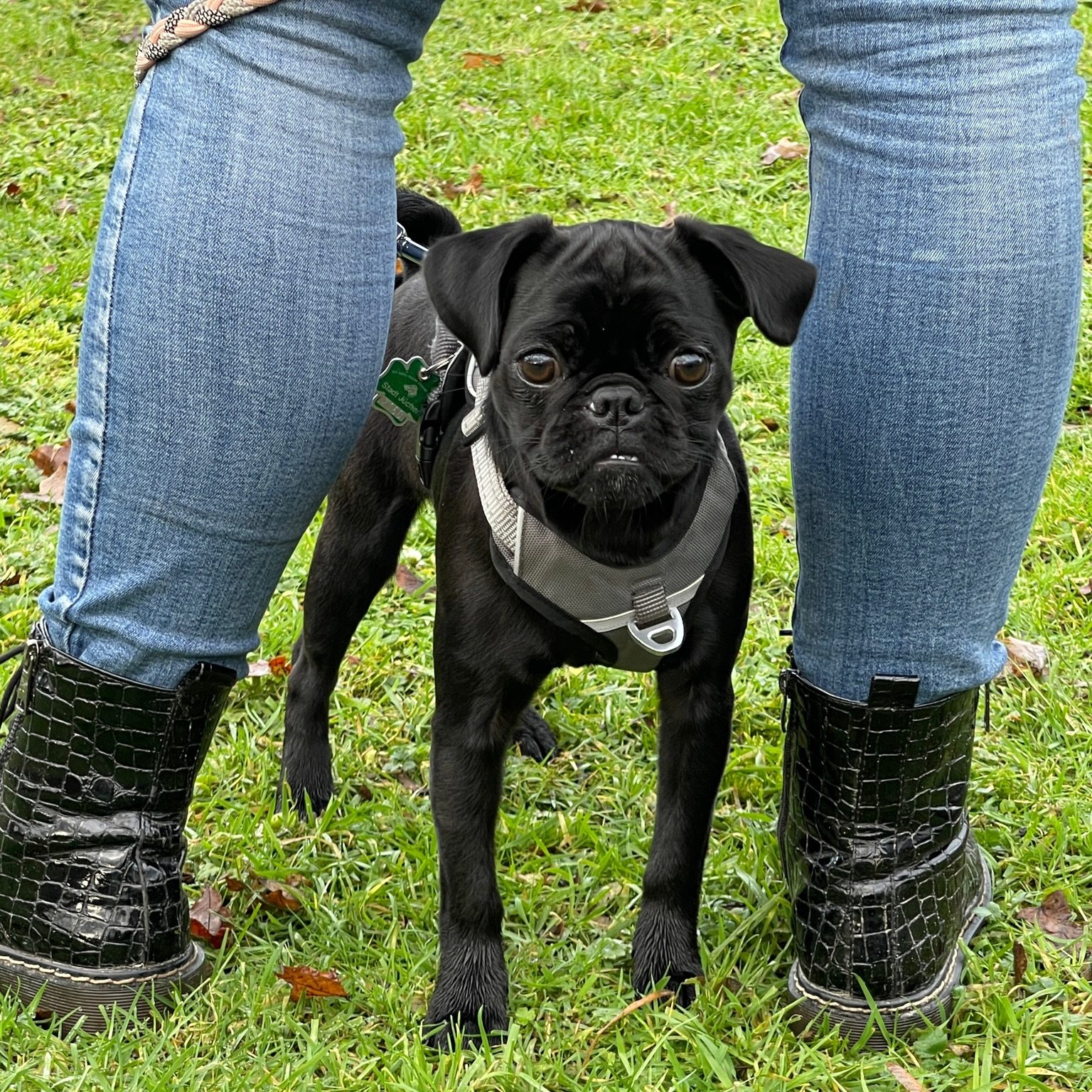 hundeschule-karlstedt-junghunde-januar-2023-12