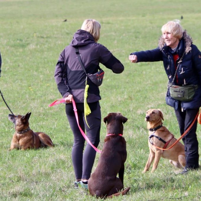 hundeschule-karlstedt-peeringsmaar-april-2022-12