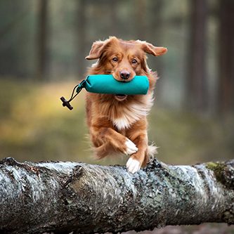 hundeschule-karlstedt-spielsucht-03