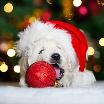 hundeschule-karlstedt-weihnachten-02