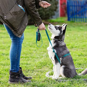 hundeschule-karlstedt-welpen-junghunde-26