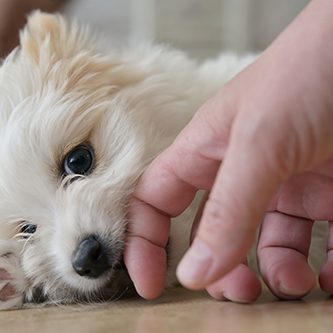 hundeschule-karlstedt-welpentraining-01